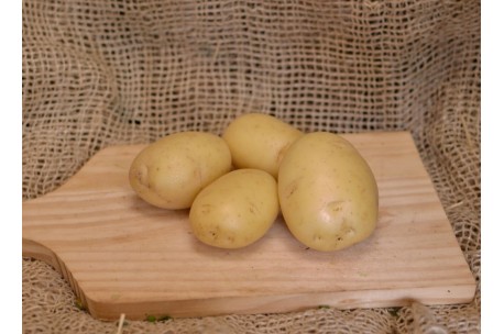 Batata